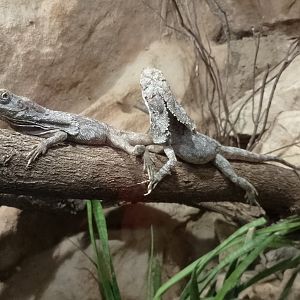 Frilled lizards