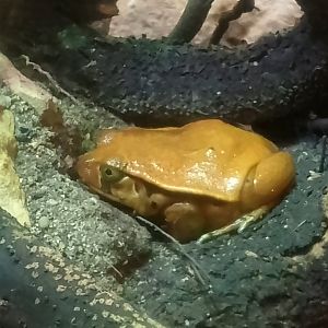 Tomato frog