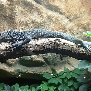 Blue-spotted monitor