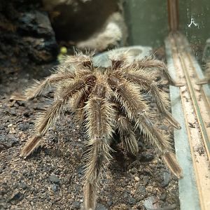 Brazilian salmon-pink tarantula