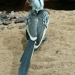 Northern red-billed hornbill
