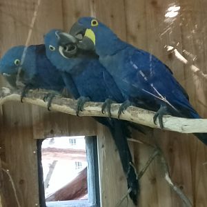 Hyacinth macaws