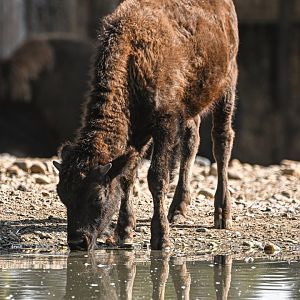 American bison