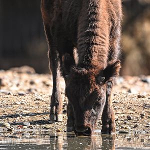American bison