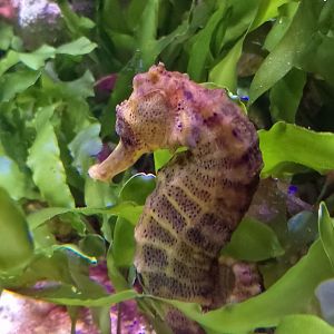 Longsnout seahorse