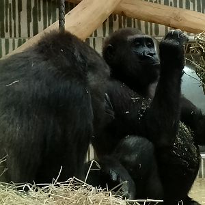 Western lowland gorillas