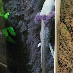 Lake Pátzcuaro salamander