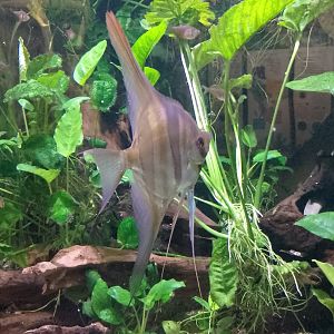 Altum angelfish