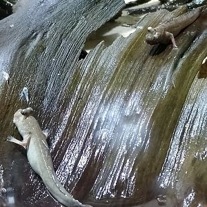 Pearse's mudskipper