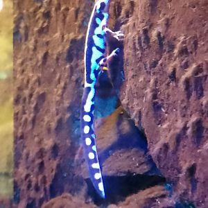 Luristan spotted newt