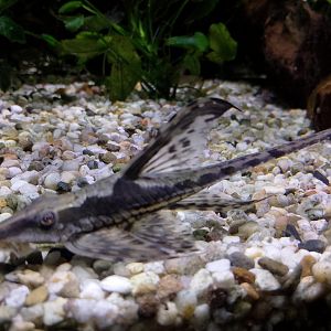 Royal twig catfish