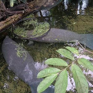 West Indian manatees