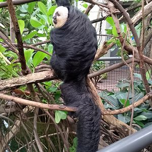 White-faced saki