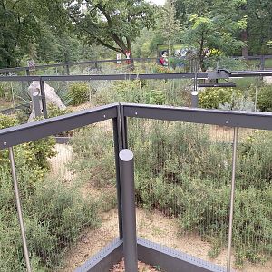 Saharan striped weasel enclosure