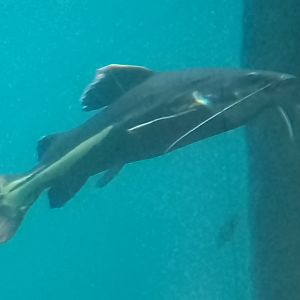 Red-tailed catfish