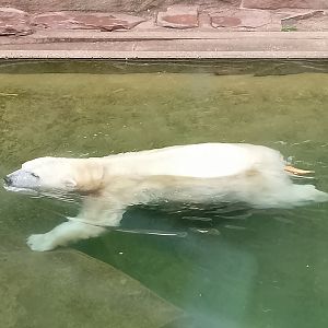 Polar bear