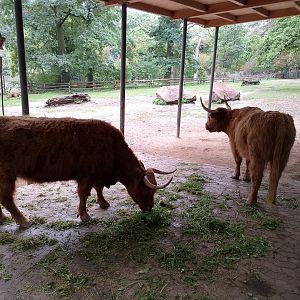Scottish highland cattle