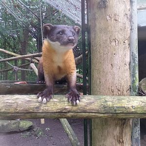 Northern yellow-throated marten