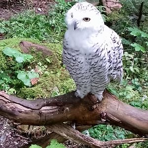 Snowy owl