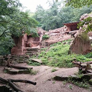 Alpine ibex enclosure