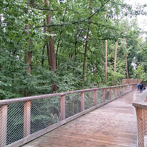 Forest elevated walkway