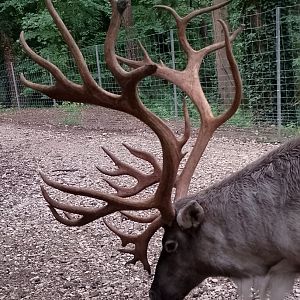 Eurasian forest reindeer