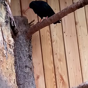 Red-billed chough
