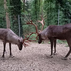 Eurasian forest reindeer