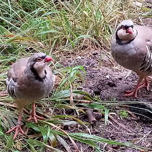 Alpine rock partridge
