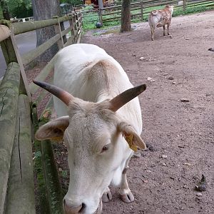 Dwarf zebu
