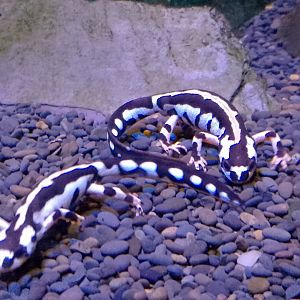 Luristan spotted newts