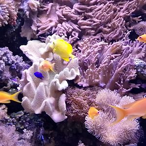 Coral reef aquarium