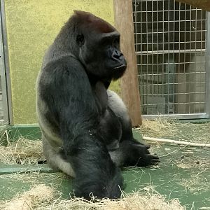 Western lowland gorilla
