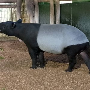 Malaysian tapir