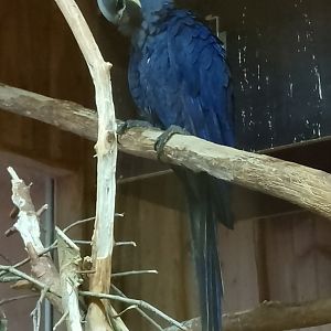 Hyacinth macaw