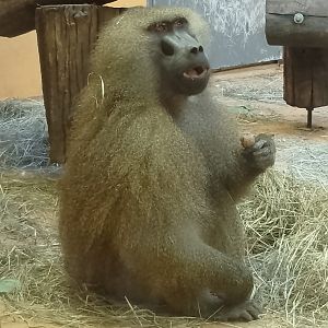Guinea baboon