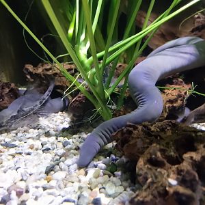 Rio Cauca caecilians