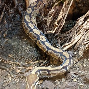Ball python