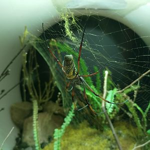 Golden orb-web spider