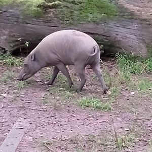 Sulawesi babirusa
