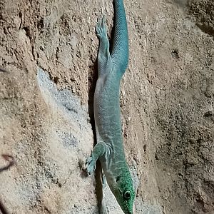 Standing's day gecko