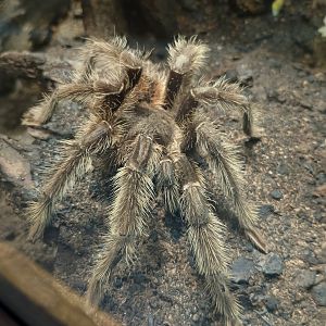 Brazilian salmon-pink tarantula