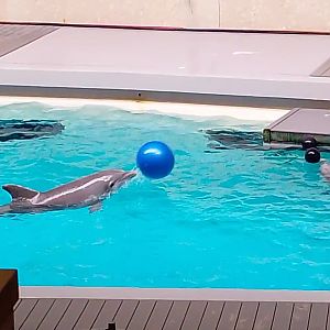 Bottlenose dolphins