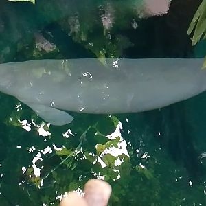 West Indian manatee