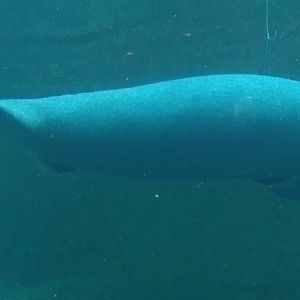 West Indian manatee