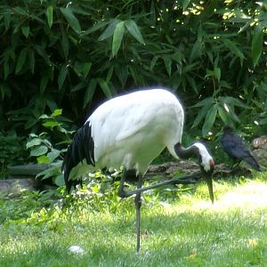 Red-crowned crane