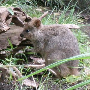 Quokka