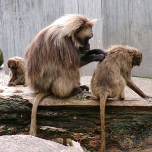 Geladas
