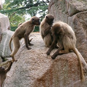 Geladas