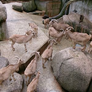 Barbary sheep